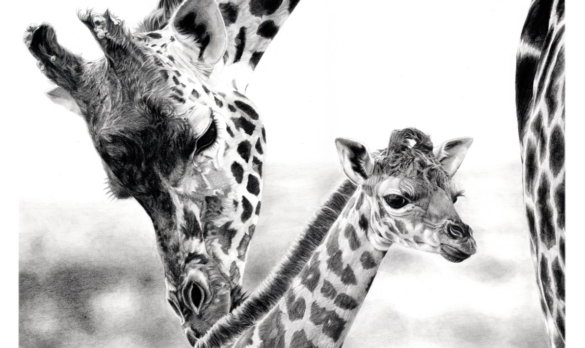 Illustration of a Mother Giraffe with her baby