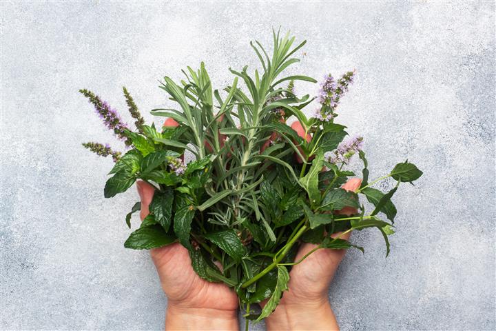 The Best Herbs to Grow in the Pacific Northwest | Era Living